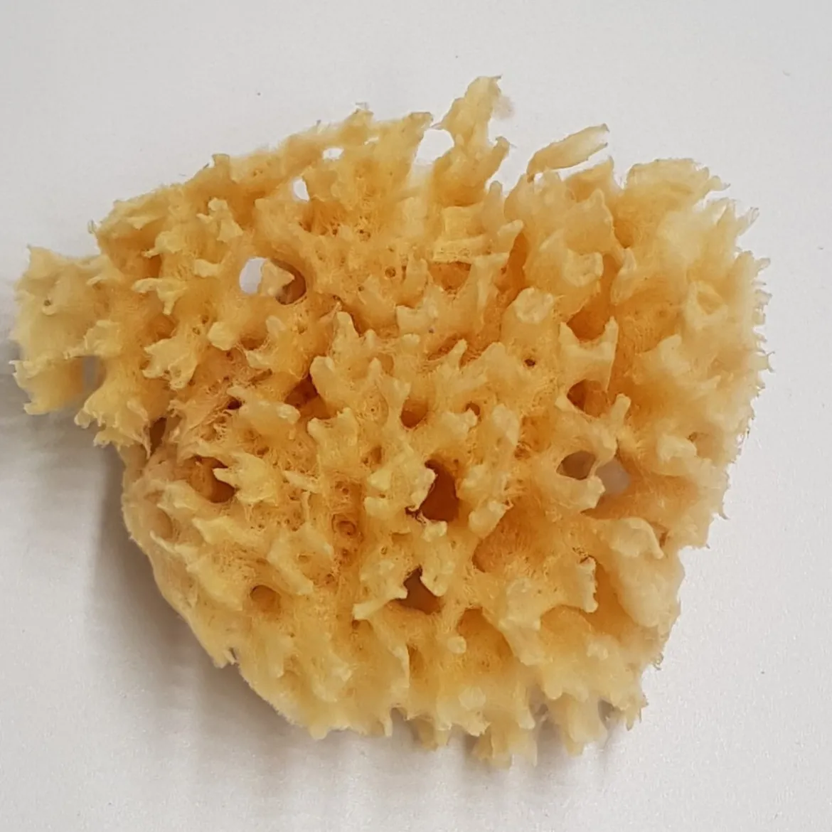 Natursvamp Honey Comb 8-9cm