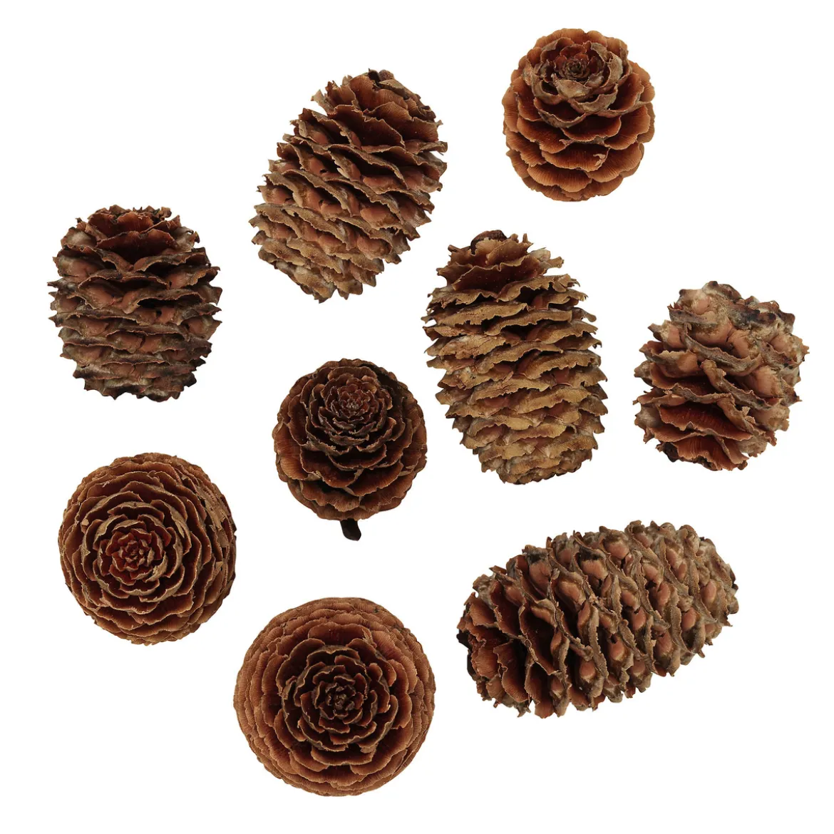 Salignum-kottar 40-pack
