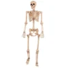 Skelett full storlek 152x40 cm